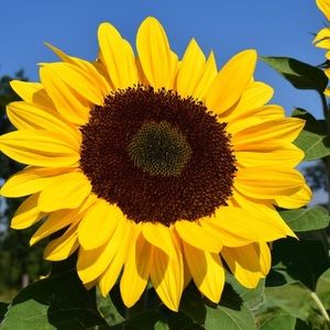 Meet your Posher, Lyanne